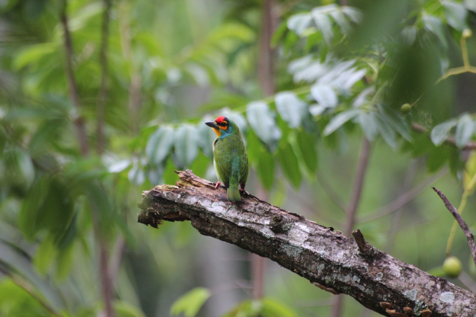 image Sri Lanka Barbet